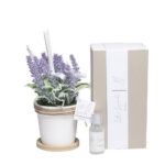 Profumatore vaso lavanda grande con profumo + scatola