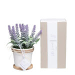Vaso lavanda grande con scatola